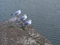 Chroicocephalus ridibundus