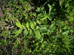 Polygonatum odoratum