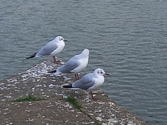 Chroicocephalus ridibundus