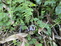 Nyctemera lacticinia