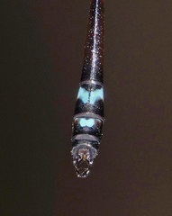 Telosticta janeus