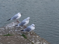 Chroicocephalus ridibundus