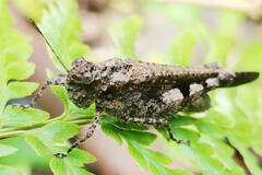 Trilophidia annulata