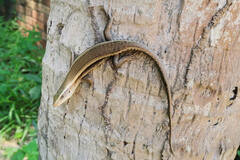 Eutropis multifasciata