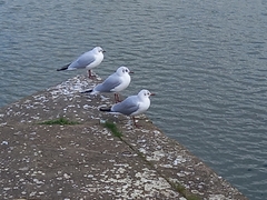 Chroicocephalus ridibundus