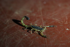 Uroplectes fischeri