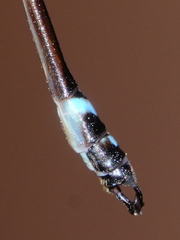 Telosticta janeus