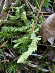 Plagiothecium undulatum