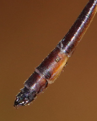 Drepanosticta actaeon