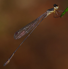 Drepanosticta actaeon