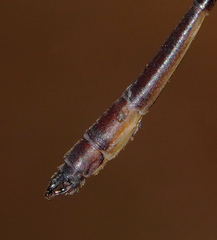 Drepanosticta actaeon