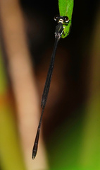 Platystictidae