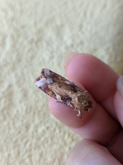 Spodoptera cosmioides