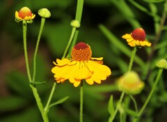 Helenium flexuosum