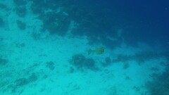 Acanthostracion polygonium