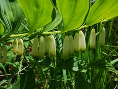 Polygonatum odoratum