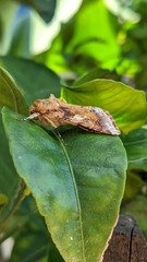 Spodoptera cosmioides