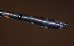 Devadatta