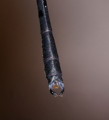 Devadatta