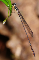 Drepanosticta actaeon