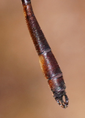 Drepanosticta actaeon