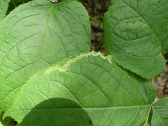 Phytomyza aralivora