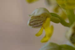 Orchis punctulata