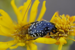 Oxythyrea noemi