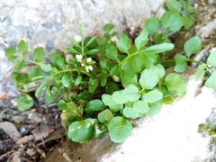 Cardamine