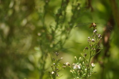 Erythrodiplax umbrata