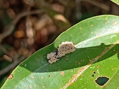 Pompelon marginata
