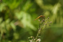 Erythrodiplax umbrata