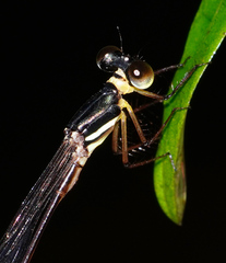 Drepanosticta actaeon