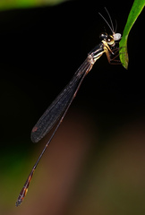 Drepanosticta actaeon