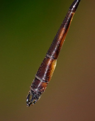 Drepanosticta actaeon