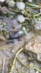 Rhinella spinulosa