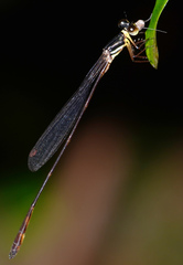 Drepanosticta actaeon