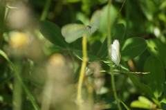 Eurema elathea