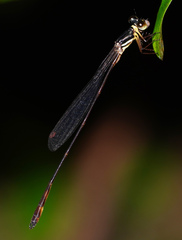 Drepanosticta actaeon