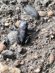 Rhinella spinulosa