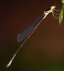 Drepanosticta actaeon