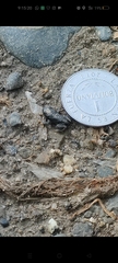 Rhinella spinulosa