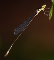 Drepanosticta actaeon