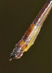 Drepanosticta actaeon
