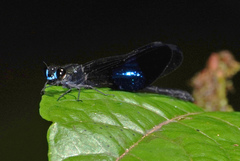 Euphaea subcostalis