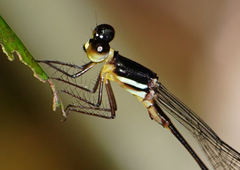 Drepanosticta actaeon