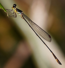 Drepanosticta actaeon