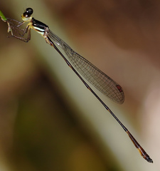 Drepanosticta actaeon