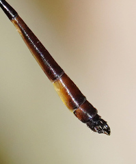 Drepanosticta actaeon