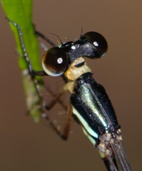 Drepanosticta actaeon